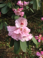 Dal rododendron